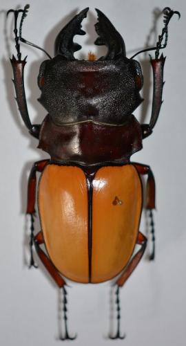 Odontolabis femoralis